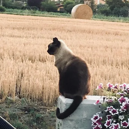 Panzió Casa Egle 3*