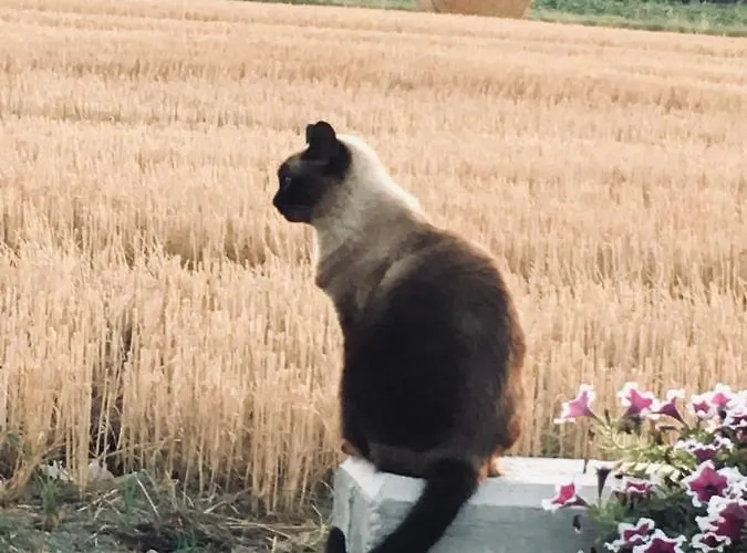 Bed and breakfast Casa Egle 3*